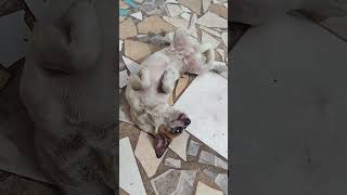 Dog Roll Over And Play Dead - 15th May 2023 - Part 2 - Saint Kitts, Caribbean Island #shorts