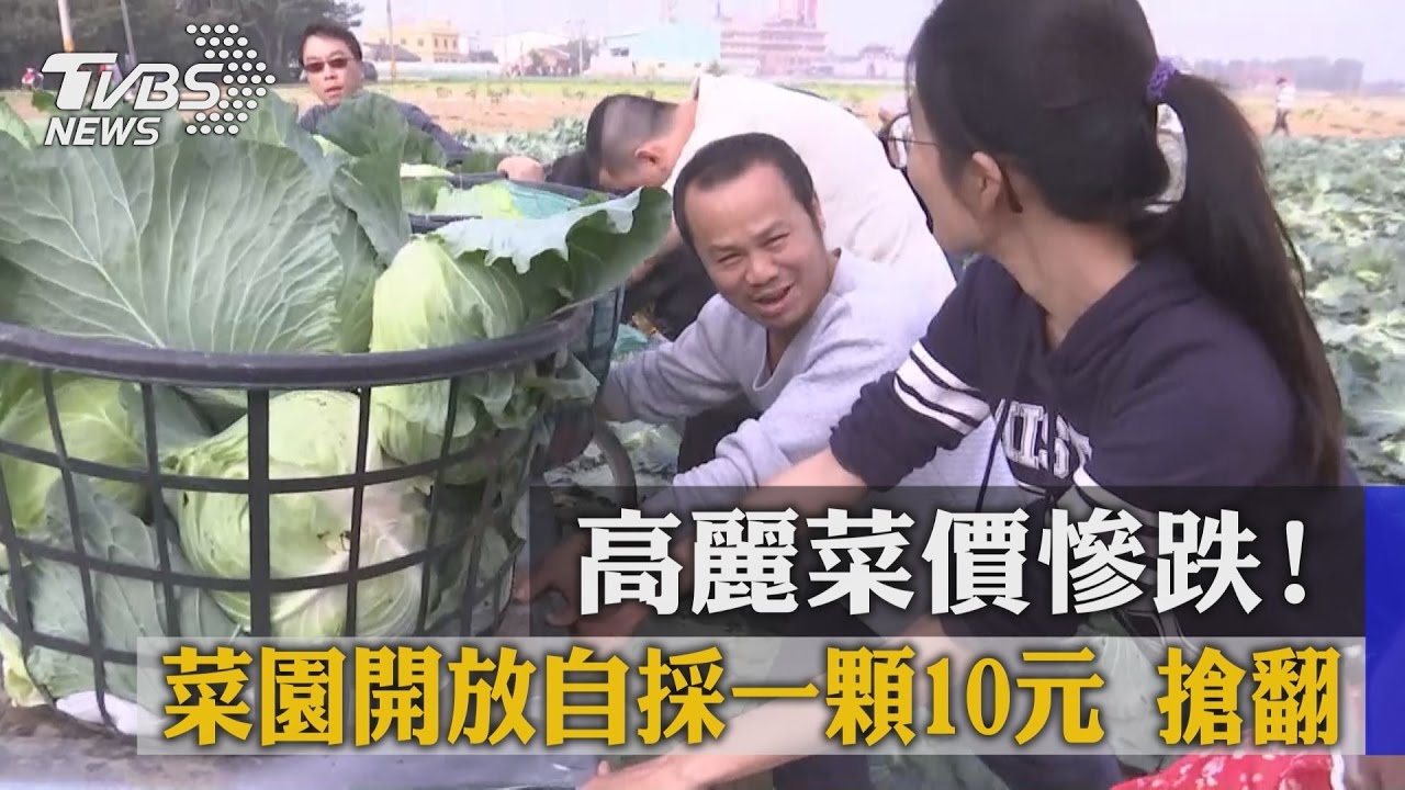 高麗菜價慘跌！　菜園開放自採一顆10元搶翻