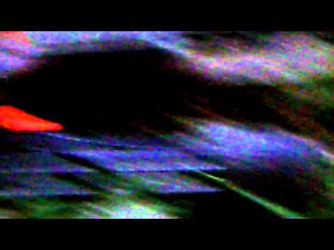 weasel in a hunting blind