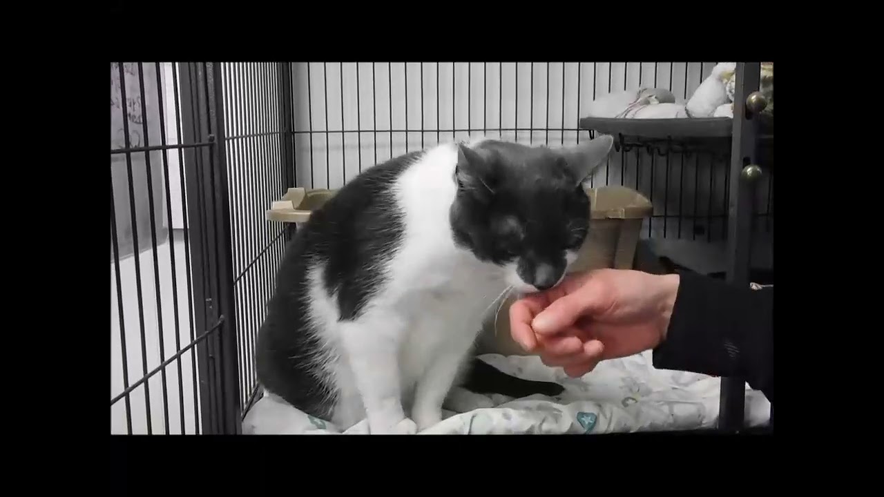 Enlarge DETECTIVE CAT, M.D., a Adoptable Domestic Short Hair in Ironwood, MI video 2/2