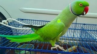 My Parrot Talking Is Always Superb 👌