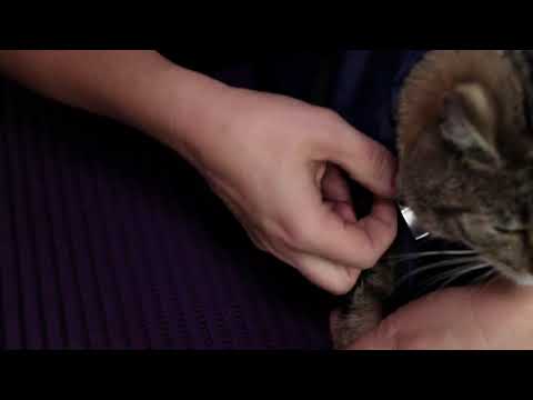 Bag for undersøkelse / prøvetaking av katt