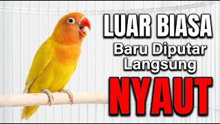 Download lagu LOVEBIRD GACOR TIK TIK TIK , LANJUT NGEKEK PANJANG, LABET BISU KURANG BUNYI PASTI EMOSI DAN NGETIKK mp3