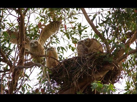 OjaiGHO~Owlet FALLS 30 Feet After Branching & Climbing, Mom & Moon~4.7.19