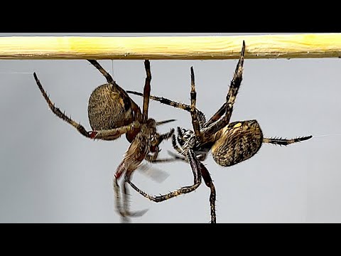 EPIC SUPER JUMBO SPIDER FIGHT (POLOMOLOK LINE)
