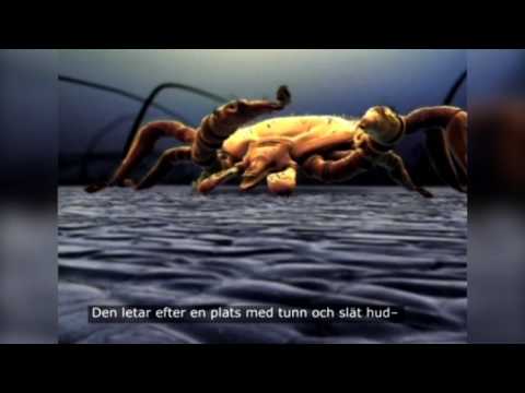 Animerad video om fästingar