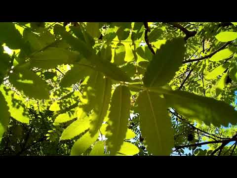 Doogee S40 video sample