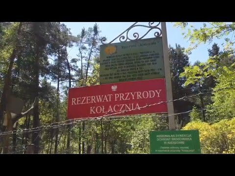 🇵🇱 REZERWAT AZALII PONTYJSKIEJ🌼 KOŁACZNIA WOLA ZARCZYCKA