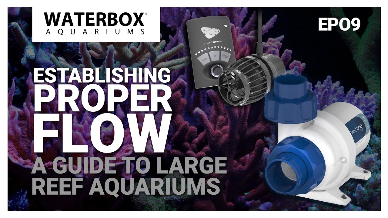 Establishing Proper Flow with Return Pump and Wave Pump