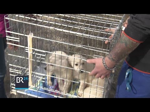 Illegaler Welpenhandel in Bayern boomt | BR24