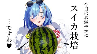 【スイカゲーム】お嬢様お言葉縛りで暴言ダメゼッタイ！！ですわ！！のサムネイル