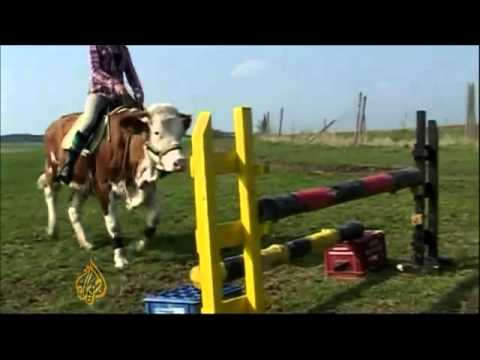 comment monter un jeune cheval