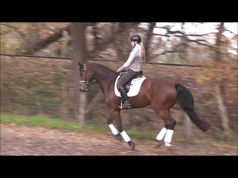 BRUNETTI 4j. v. Belssimo - Fürst Grandios   VB 8.000,- Euro