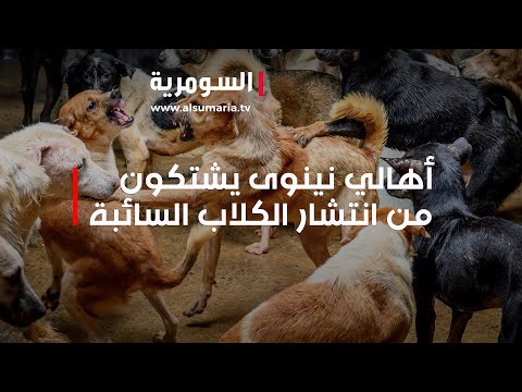 شاهد بالفيديو.. أهالي نينوى يشتكون من انتشار الكلاب السائبة