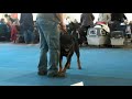 Rottweiler - Marko de Breogan Kassel 2011.