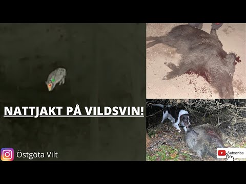 VILDSVINSJAKT | WILDBOAR HUNTING | ÖSTGÖTA VILT