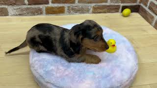 ミニチュアダックスの動画01