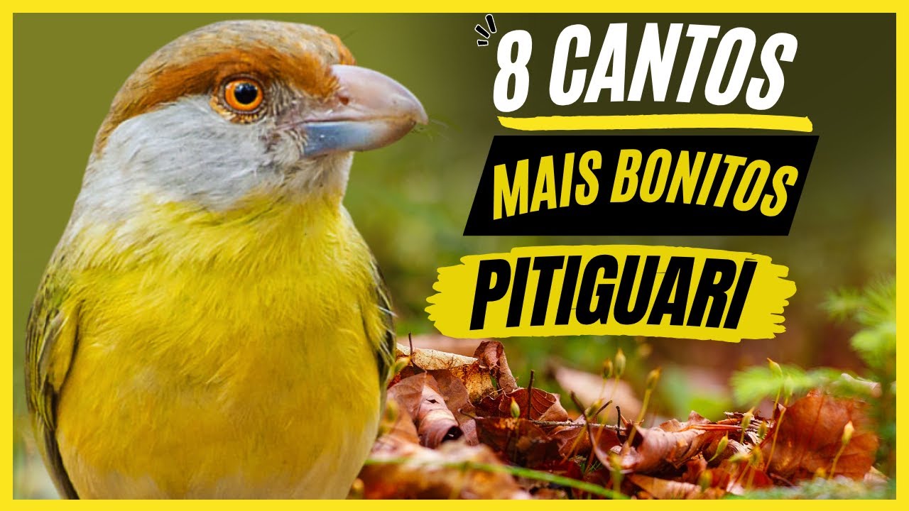 TOP 8: Cantos De "Pitiguari" MAIS BONITOS e MELHORES - Pássaro Popular No Brasil !!!