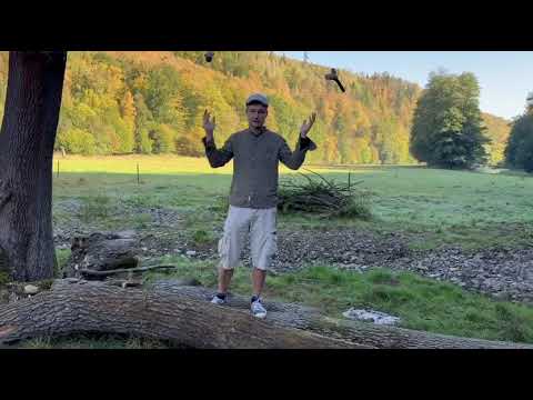 Stromy jdou do boje a Lesní univerzita