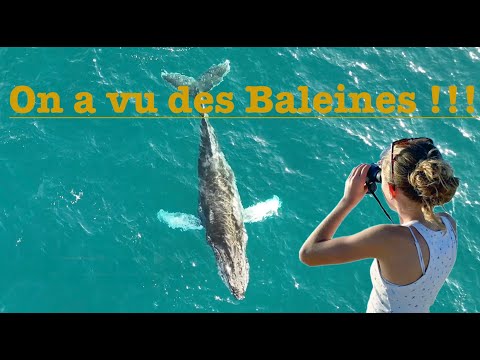 On voit des Baleines !