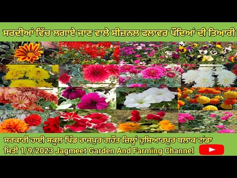 Preparation of seasonal flower plants to be planted in winter//punjabi garden mali