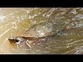Giving Spotted Turtles A Head Start