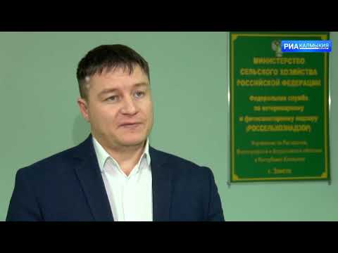 Более 500 тонн животноводческой продукции экспортировано из Республики Калмыкия под контролем Управления Россельхознадзора в 2020 году