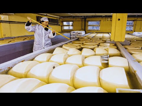 How Italian Parmesan Wheel of Cheese Is Made - Parmesan Cheese Making in Factory