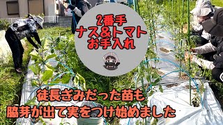 I pruned and cared for the second batch of eggplants and tomatoes [Senryo No. 2] [Cherry tomatoes...