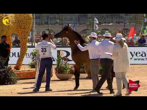 N.33 TF VENEZIA - MENTON 2017 - Fillies 2 years old (Class 2A)