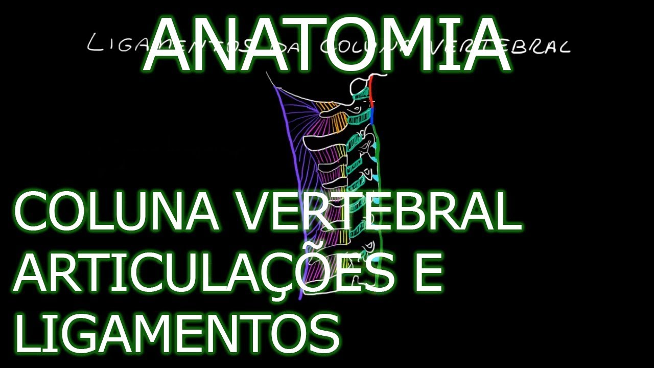 Aula: Anatomia - Coluna Vertebral - Articulações e Ligamentos | Anatomia Humana Osteomuscular