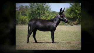 preview picture of video 'Miniature Donkey Rocking 615 Howington'