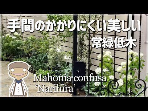 装飾用マホニア 植物