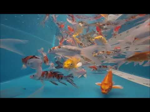 KOI 13 -- Butterfly Koi   -- 10 - 12 cm -- Video 13/2020