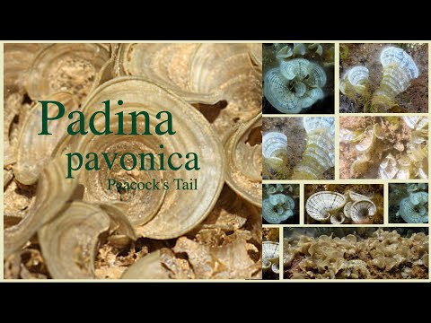 Padina pavonica