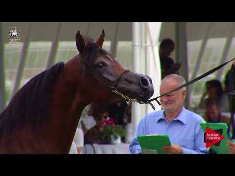 N.56 AS SOLEIKA - 2017 Italian Nationals - 4-6 Years Old Mares (Class 7)