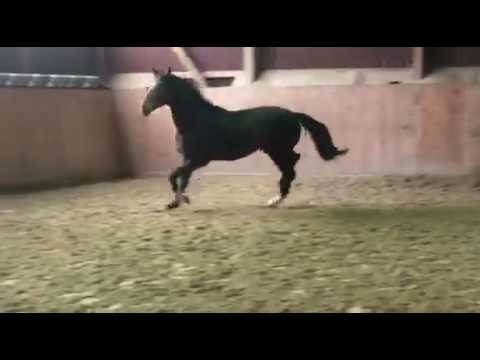 Hengst *2015 von Finest x Floriscount