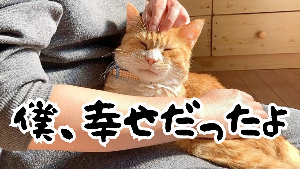 愛猫が最期に残したまさかのメッセージに泣き笑い【総集編】