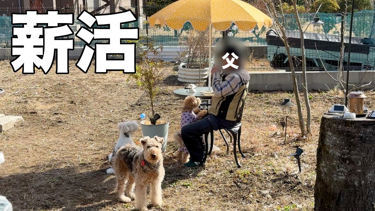 薪活で来シーズンに備えて子猫達のキャットウォークを増やしていくよ［森の中でひとりと犬猫暮らし］