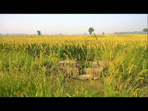 SALMO 27 e 28 (26 e 27) IL SIGNORE E' MIA FORZA E MIO SCUDO