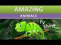 Amazing Animals   Animal Colors   Kids TV Show