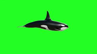 Download lagu WHALE | GREEN SCREEN | 3D | VFX | ANIMATION | 4K | HD | THE BEST REEL mp3