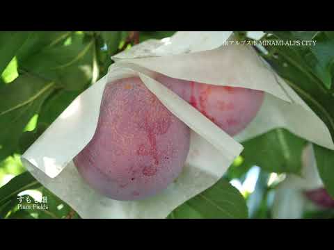 ・南アルプス市ドローンＰＶ（夏編）