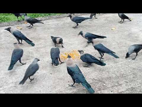 কাকের ডাক Crow Sound Crow ki Awaz Loudly part 71 | Crow bird Fight for Food | Bird and Animal Sound