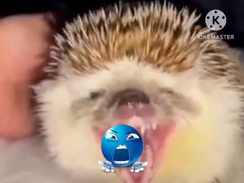 Animals Yawning Cute or Scary #edit #cat #dog #birds