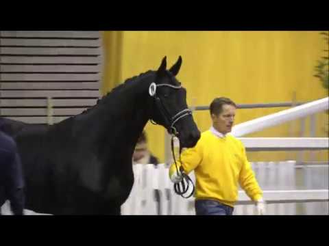 LORD EUROPE - Freilaufen - Prämienhengst von Lord Leatherdale - Boston