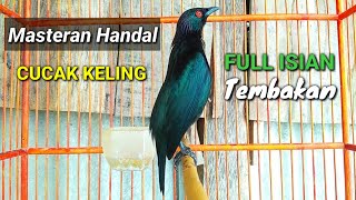 Download lagu Masteran cucak keling gacor full isian mp3