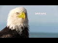 Find The Adult Swim Logo Adult Swim Bumpers