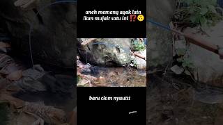 Download lagu PERTAMA KALI LIAT IKAN NILA LANGSUNG MAKAN UMPAN 😅 mp3