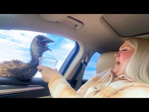 #42 Die besten Videos 2025 || ✪ Stern DuTube